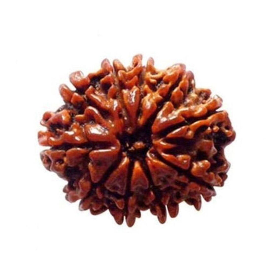 10 Mukhi Rudraksha