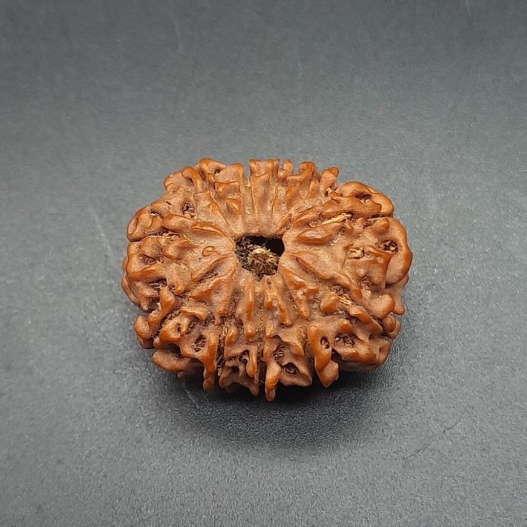 11 Mukhi Rudraksha