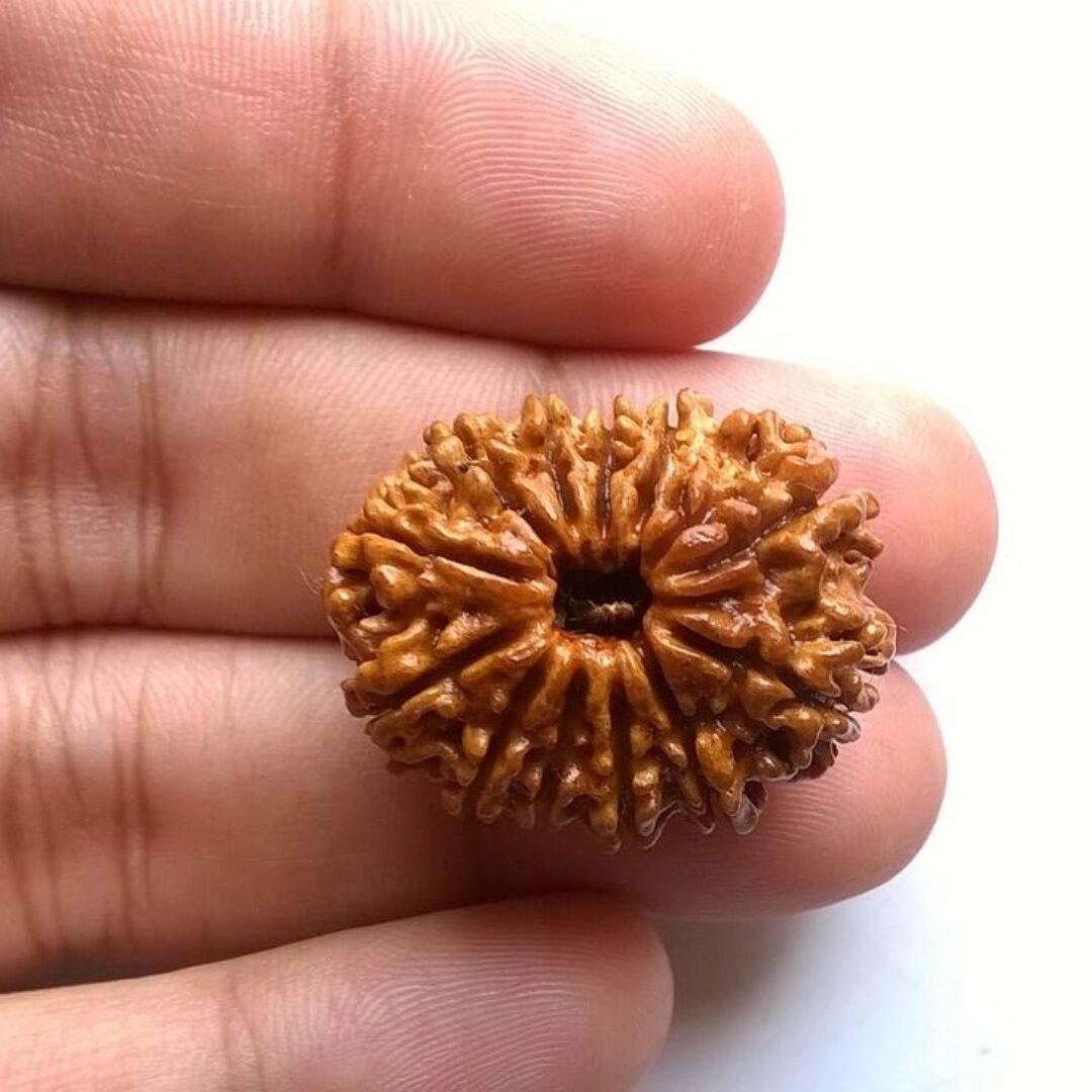 12 Mukhi Rudraksha