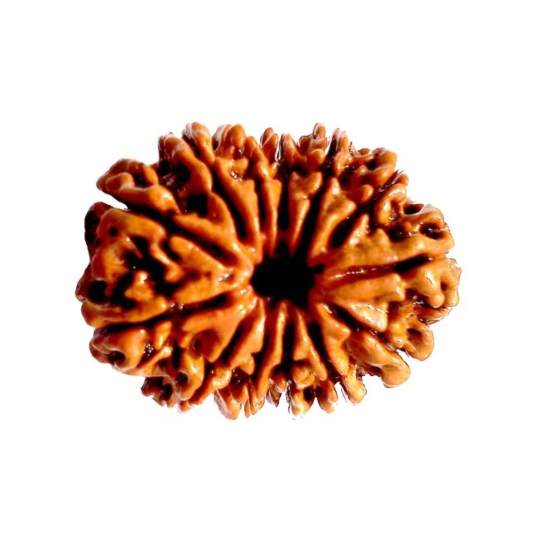 13 Mukhi Rudraksha