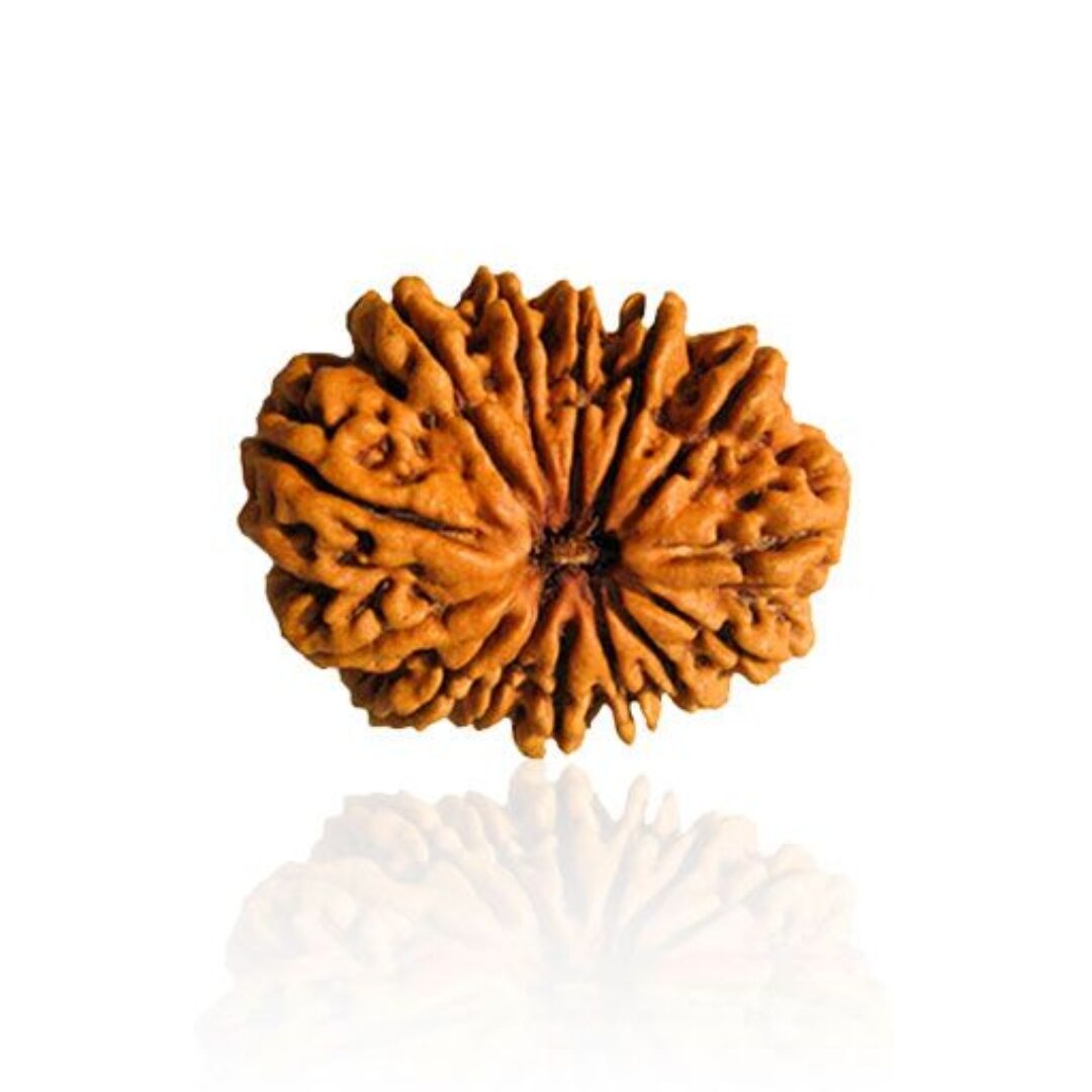14 Mukhi Rudraksha