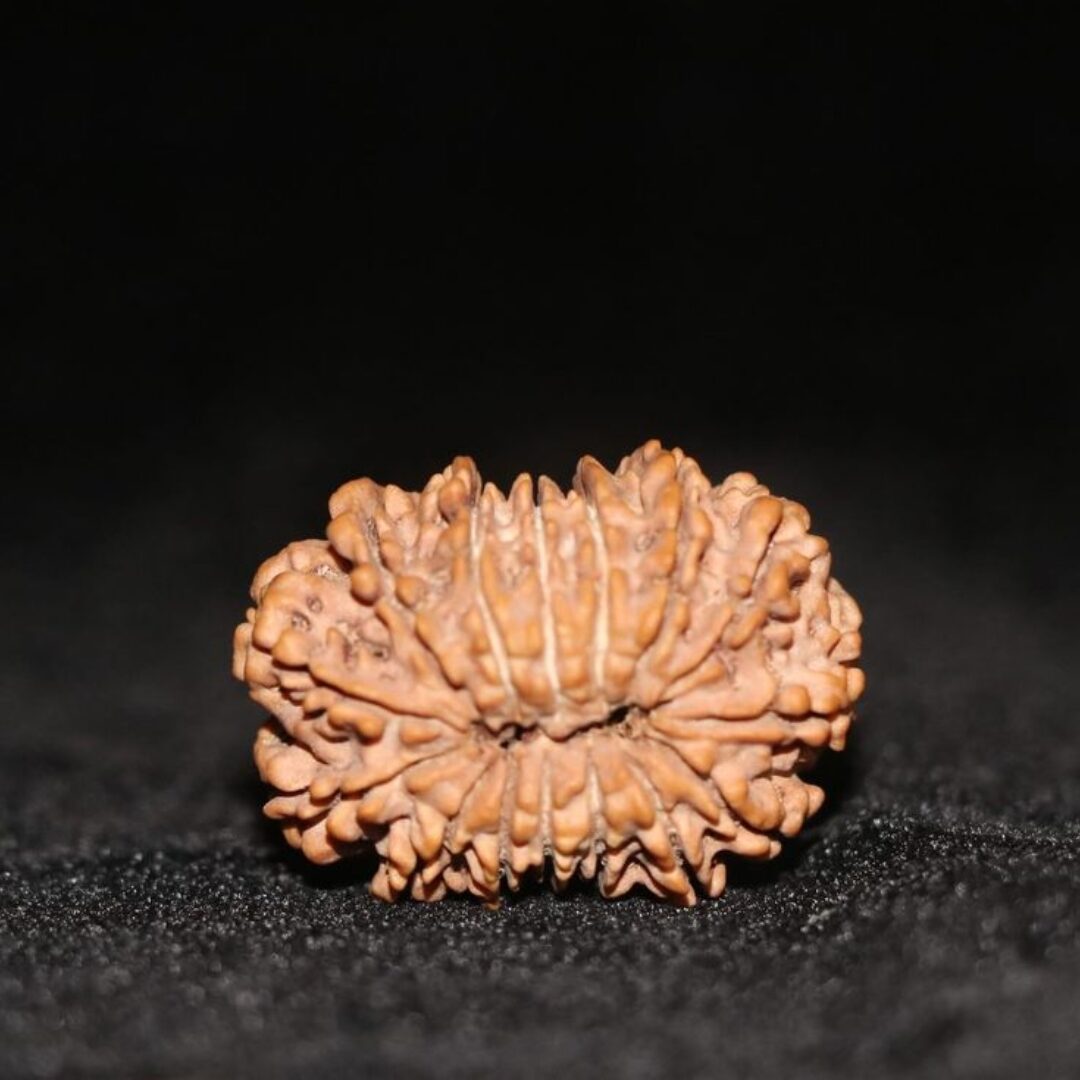 15 Mukhi Rudraksha