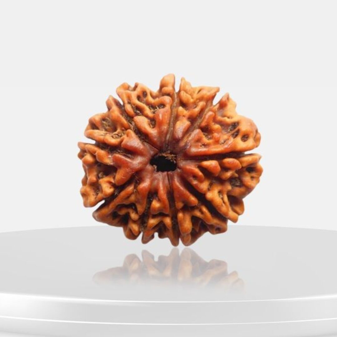 9 Mukhi Rudraksha – The Shield of Shakti, the Flame of Fierce Grace